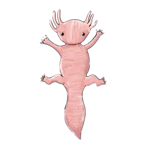 Axolotl Akvárium